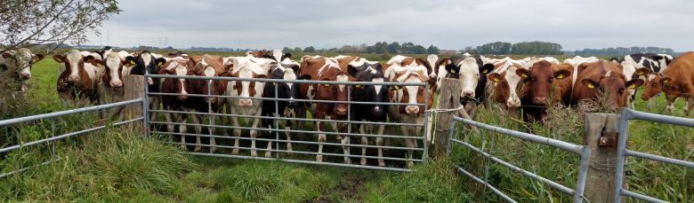 koeien bij het hek
